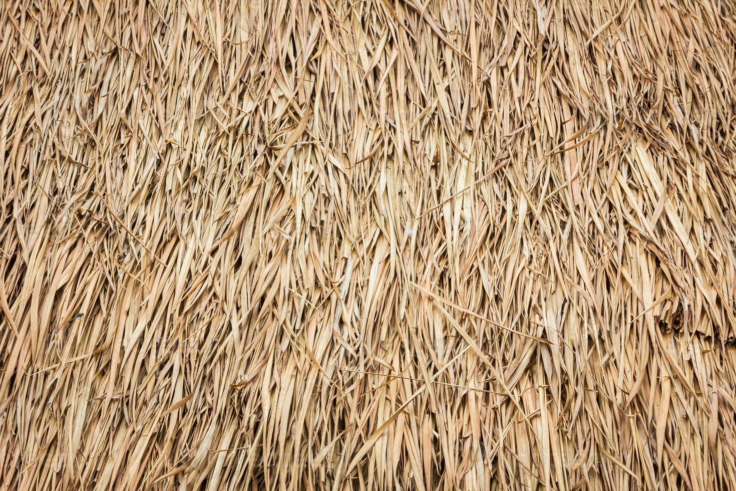 toit fait de feuilles séchées de l'herbe de cogon photo