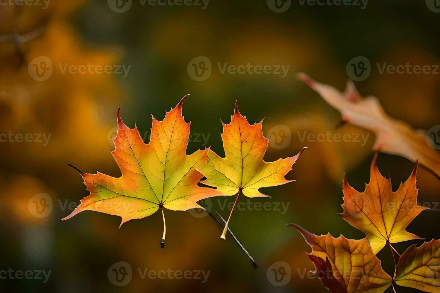 deux érable feuilles sont montré dans le automne. généré par ai photo