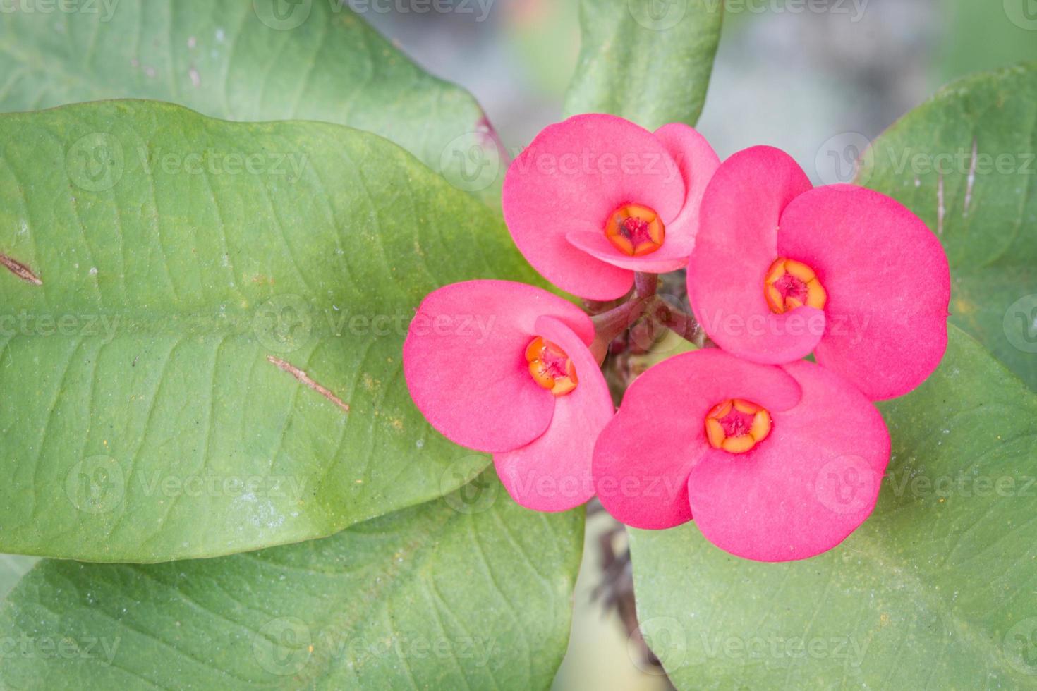 photo gros plan d'euphorbia milii avec fond sur la gauche