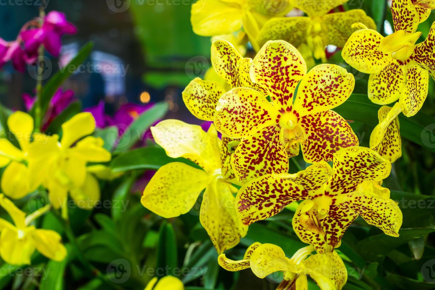 jaune avec des taches rouges orchidée photo