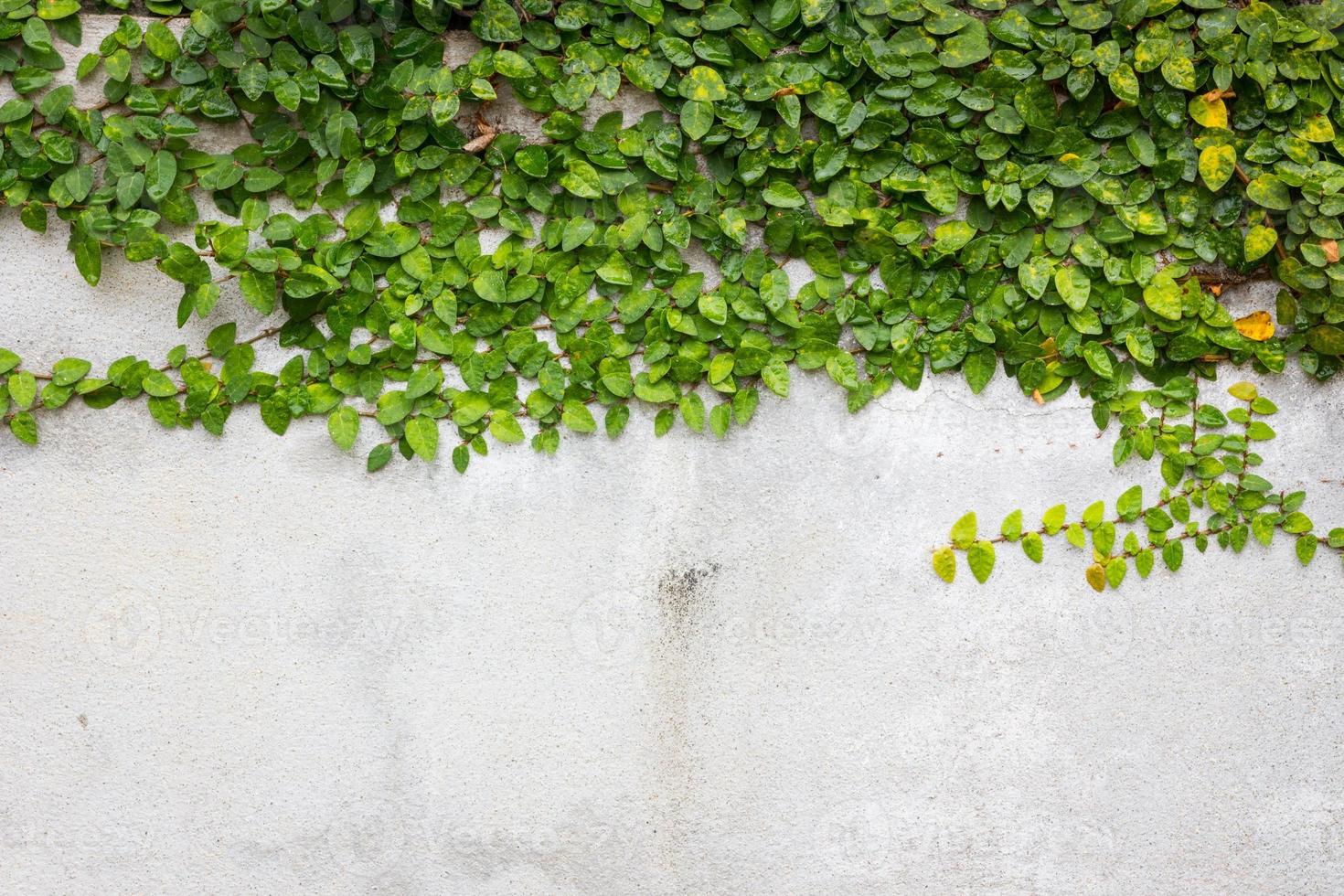 boutons de manteau ou marguerite mexicaine sur le mur. photo