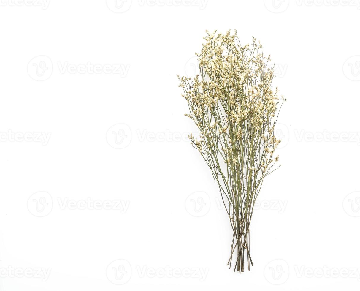fleurs de caspia séchées photo