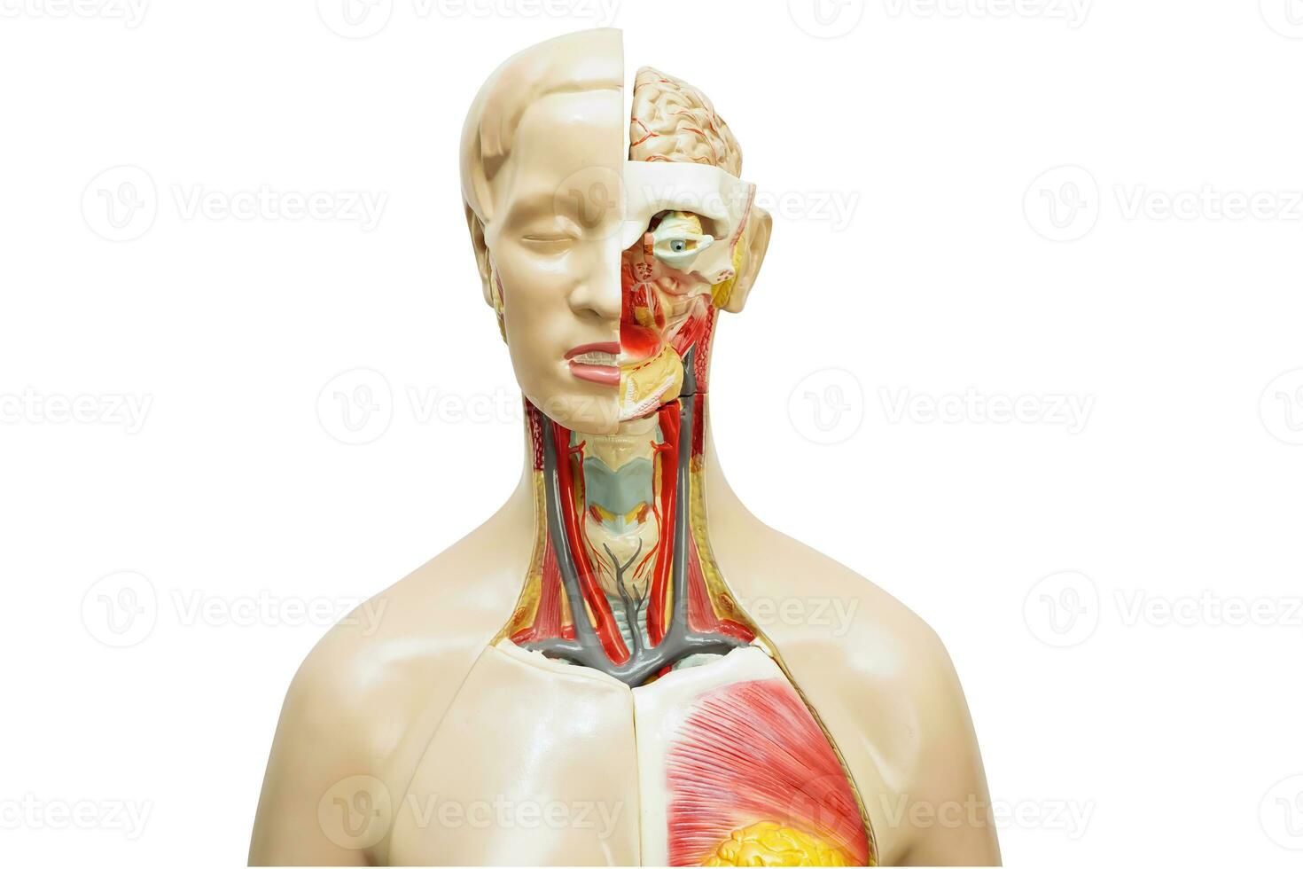 Humain corps anatomie organe modèle avec cerveau isolé sur blanc Contexte avec coupure chemin pour étude éducation médical cours. photo