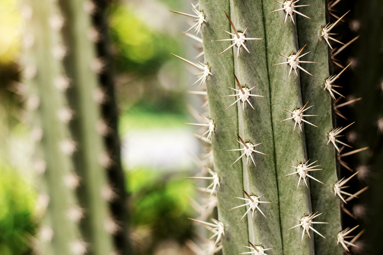 cactus avec dangereux de pic. photo