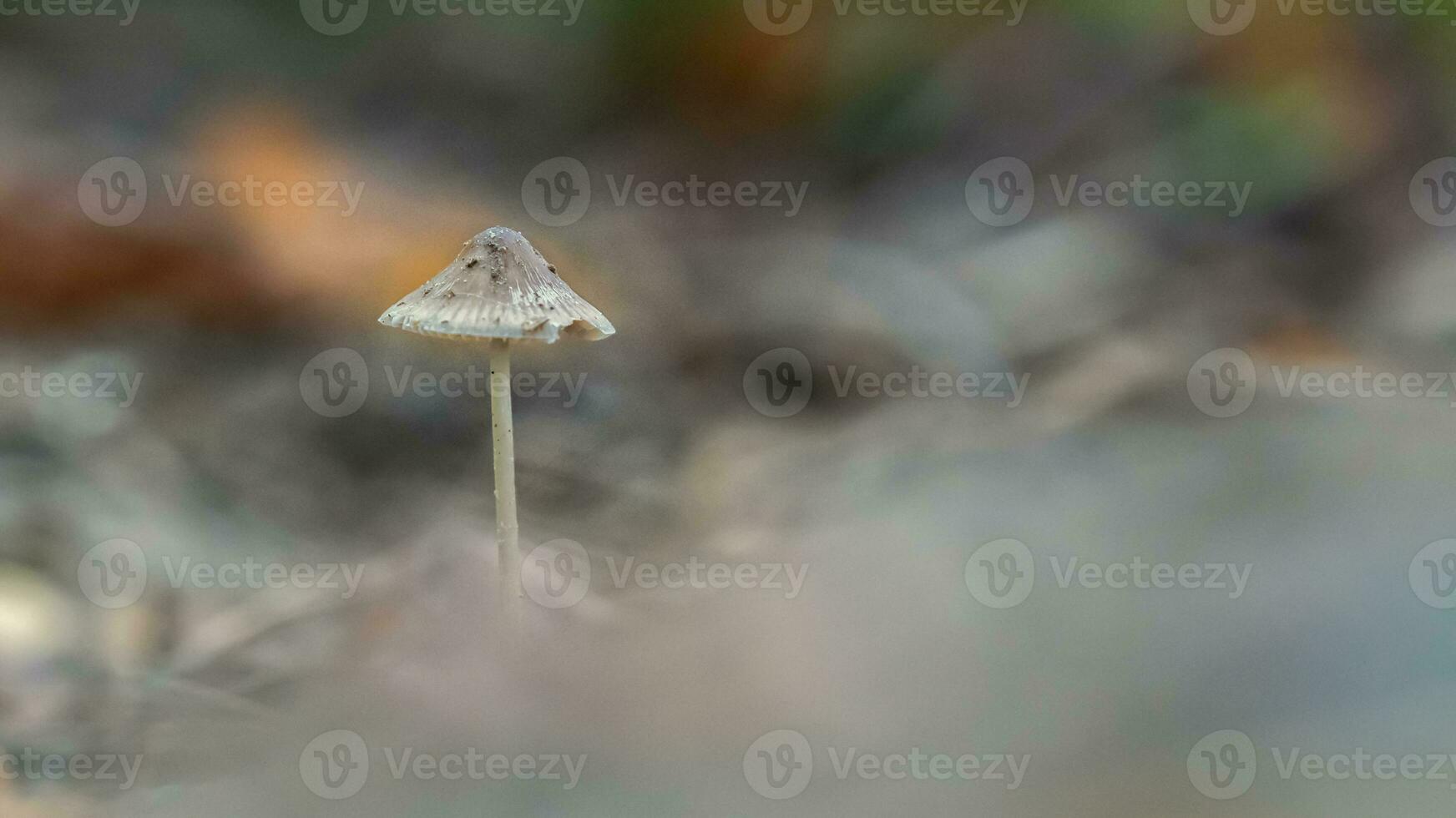 Célibataire champignon dans le forêt dans bokeh Contexte photo