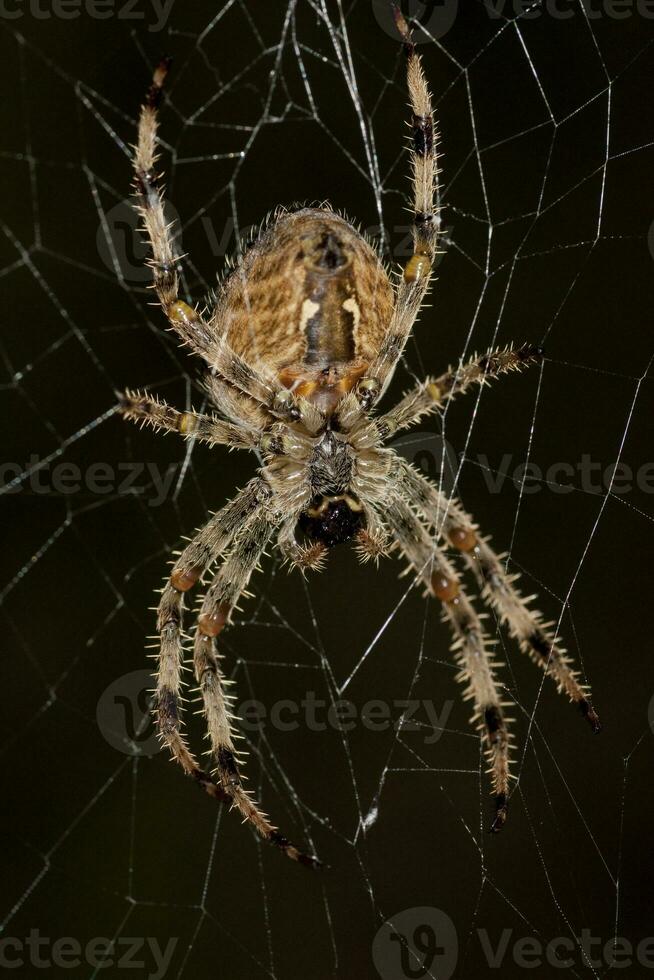 araignée sur le web photo