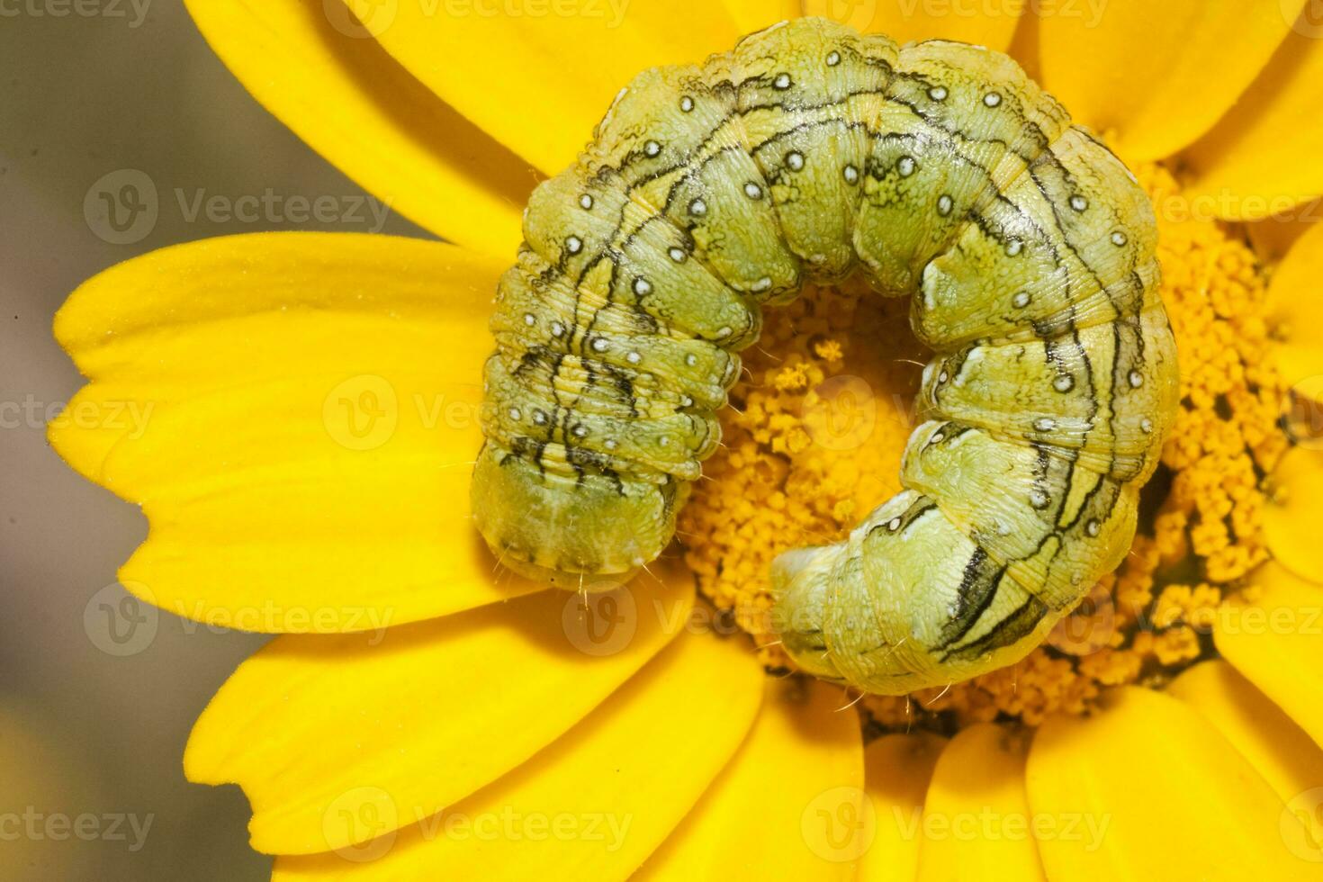 enroulé chenille proche en haut photo