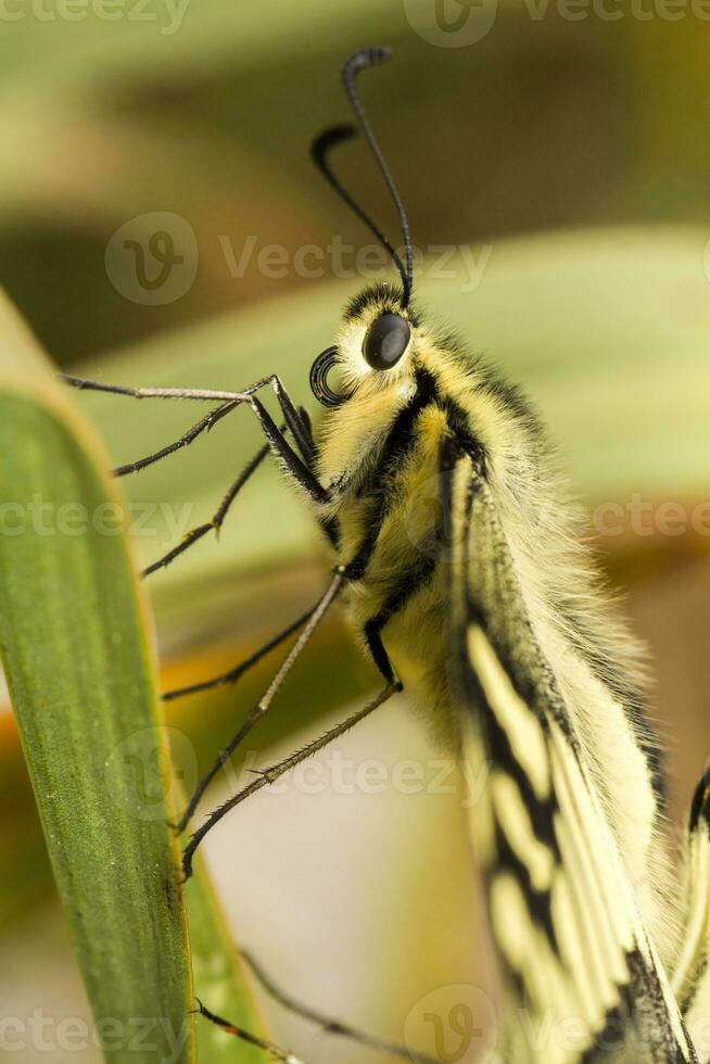 vieux monde machaon - papilio machaon gorganus photo