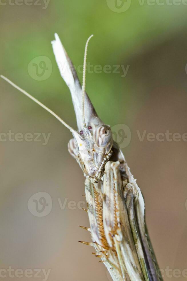 empusa Pennata proche en haut photo