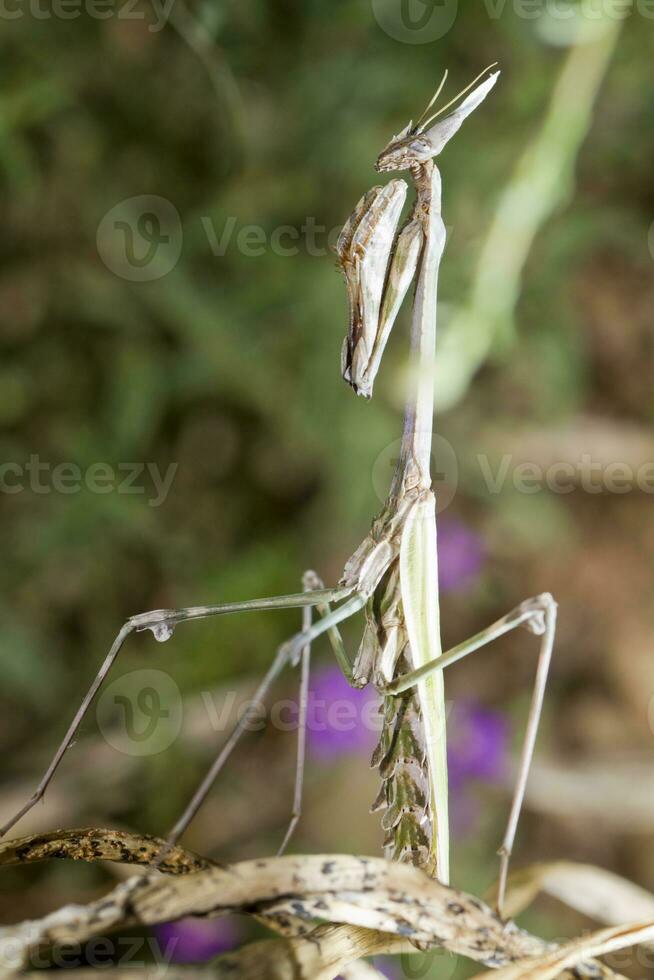 empusa Pennata proche en haut photo