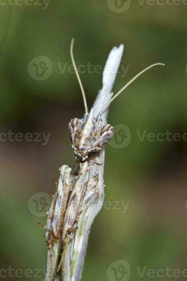 empusa Pennata proche en haut photo