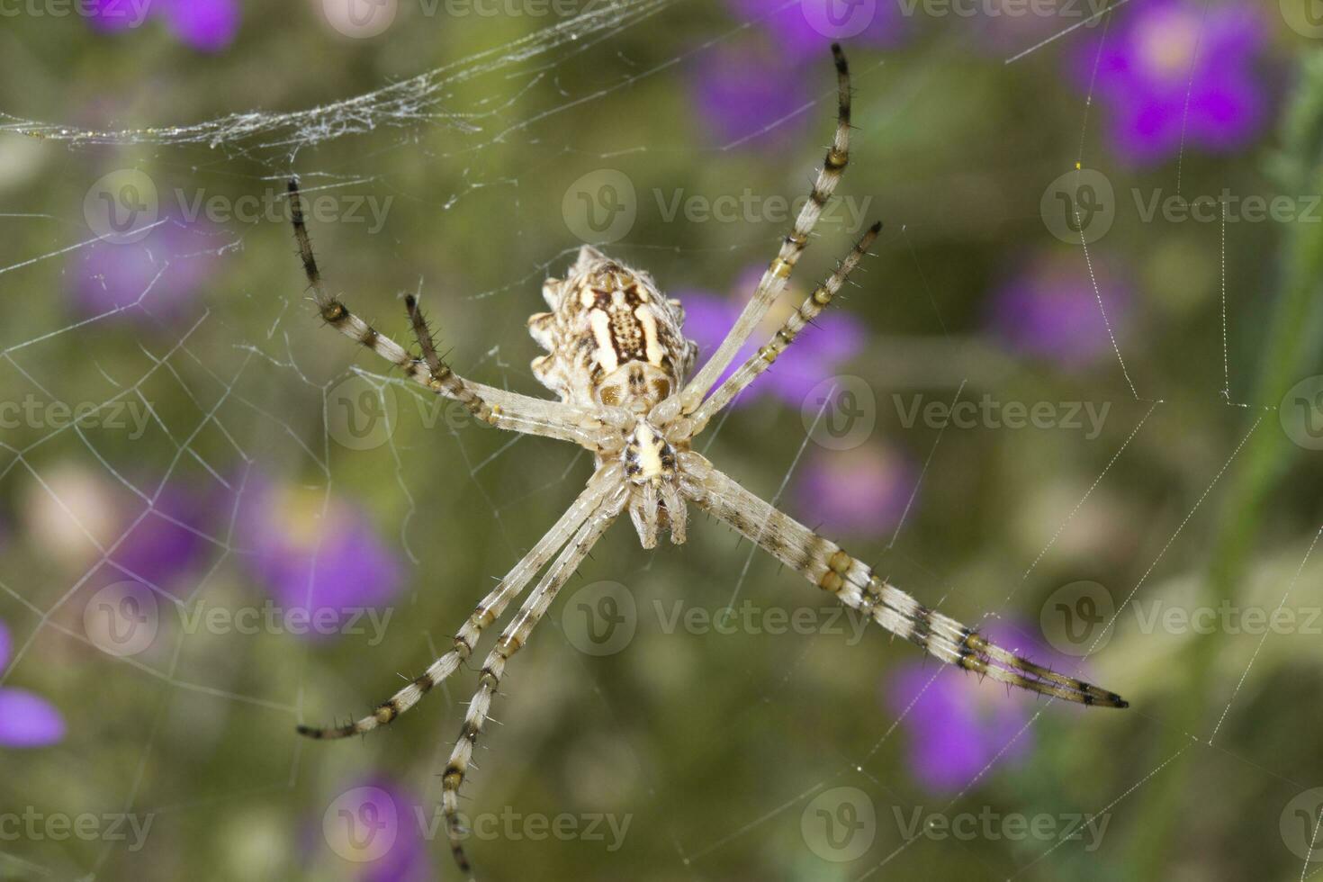 argiope lobata proche en haut photo