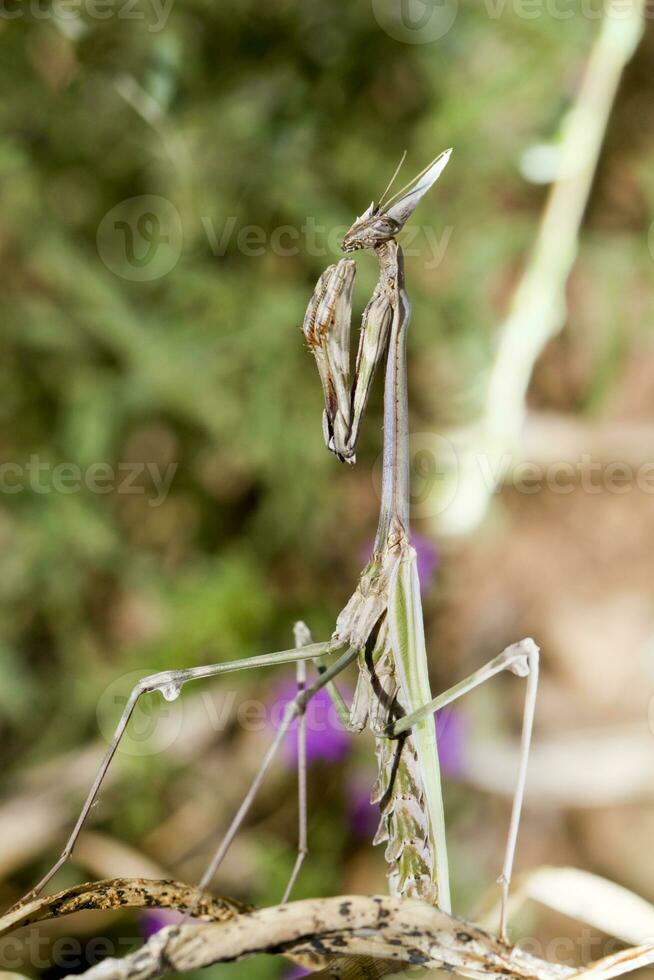 empusa Pennata proche en haut photo