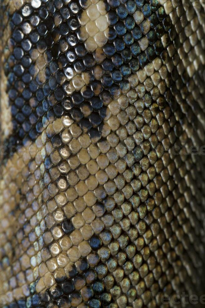 boa constricteur peau photo