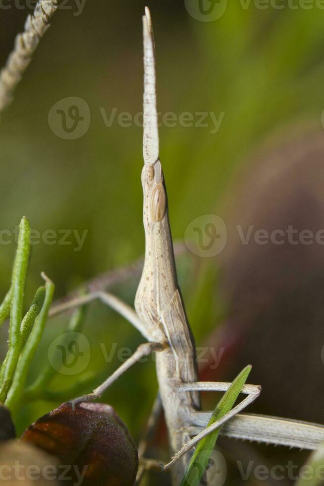 bizarre sauterelle proche en haut photo