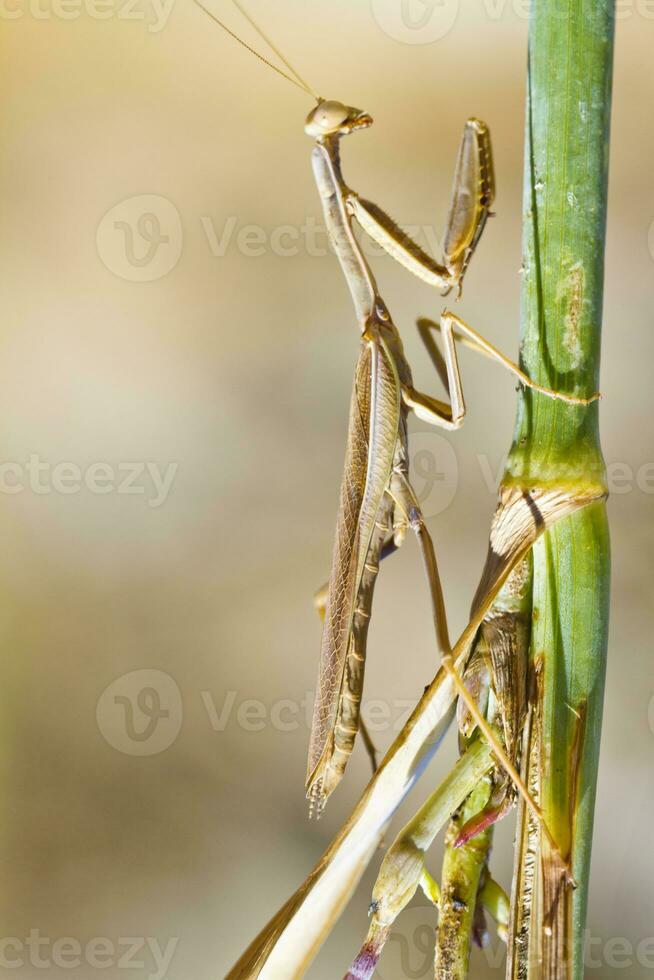 mante religiosa insecte photo