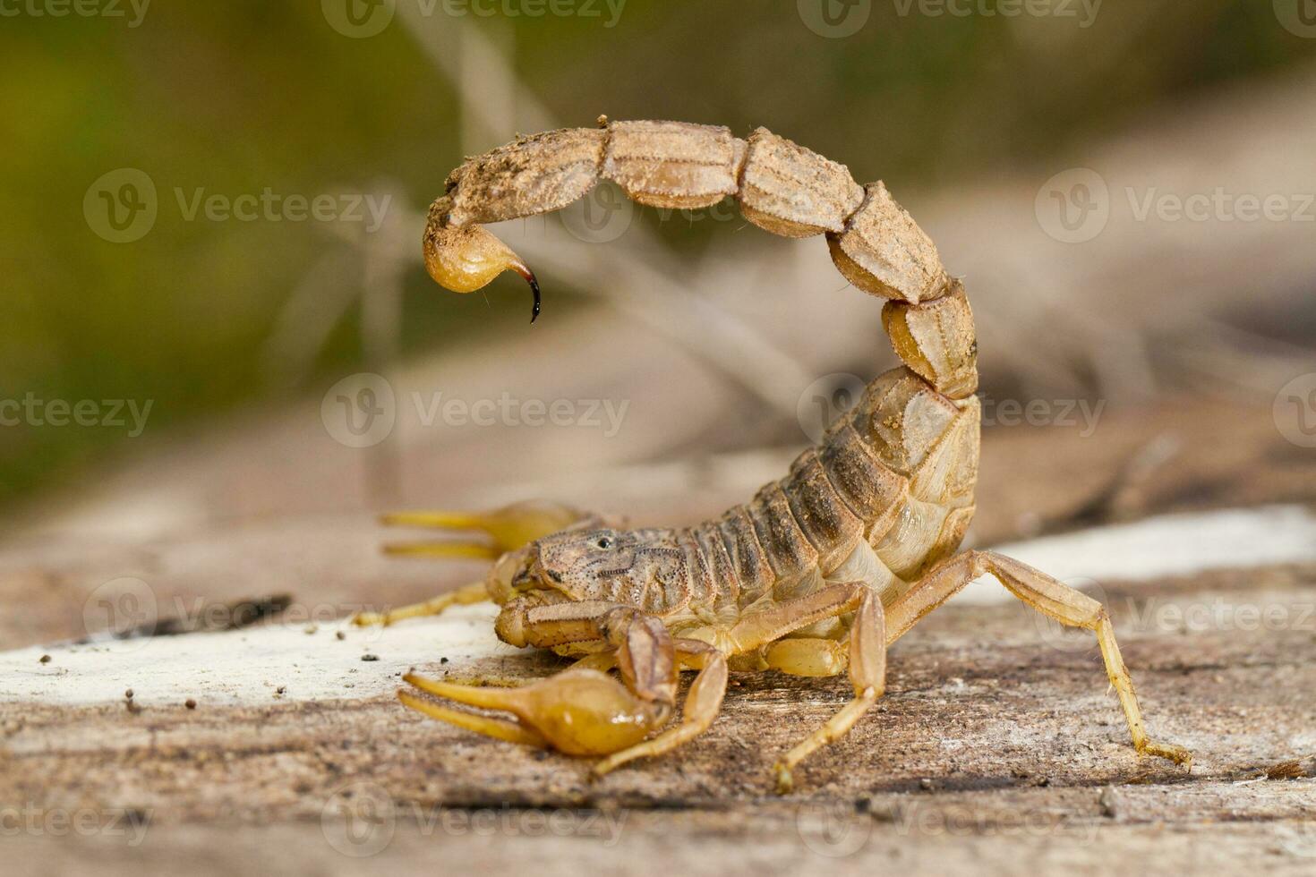 buthus Scorpion proche en haut photo