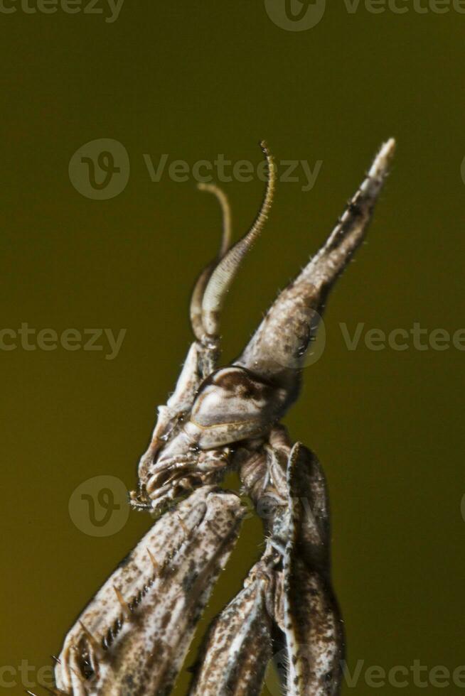 mante palo - empusa Pennata photo