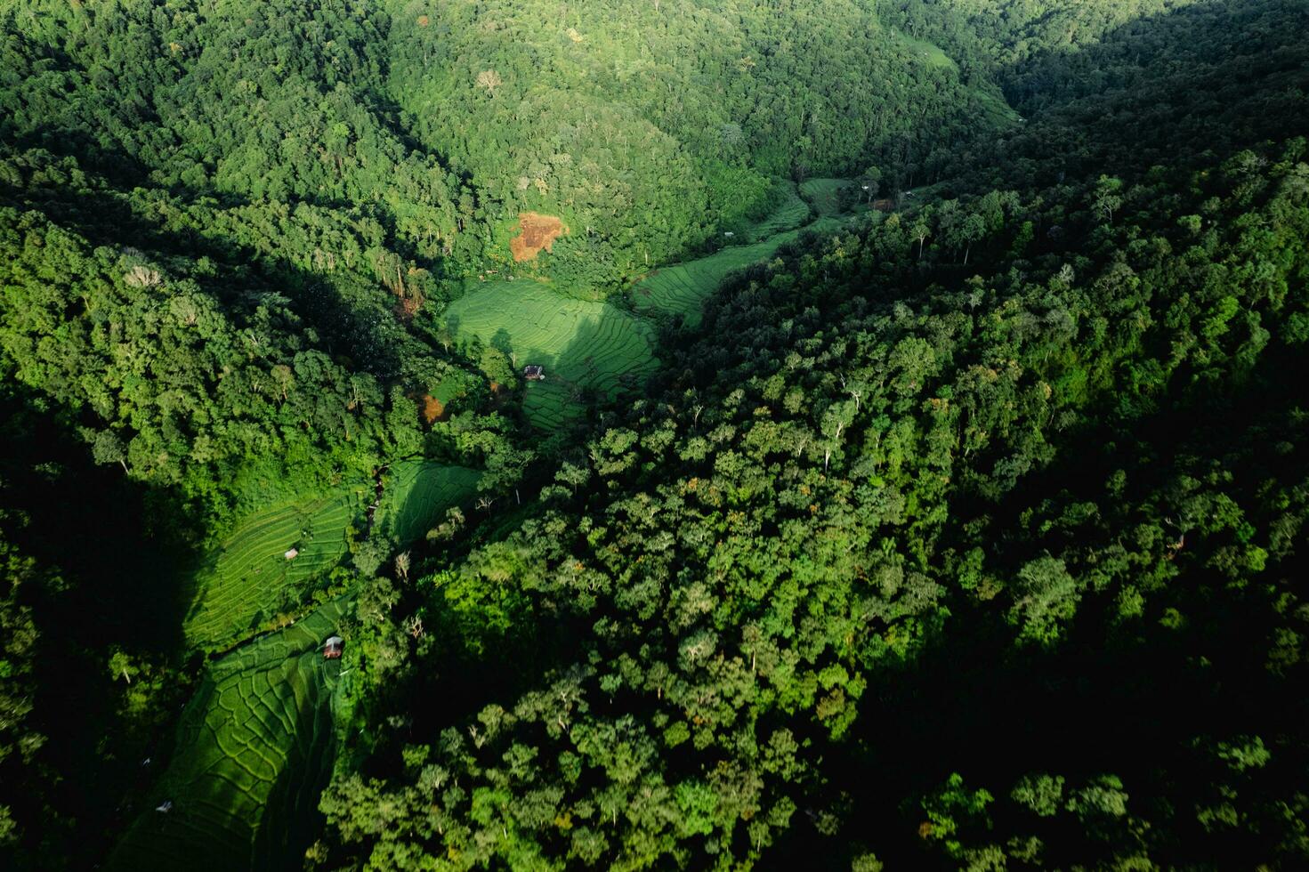 haute angle forêt et vert des arbres photo