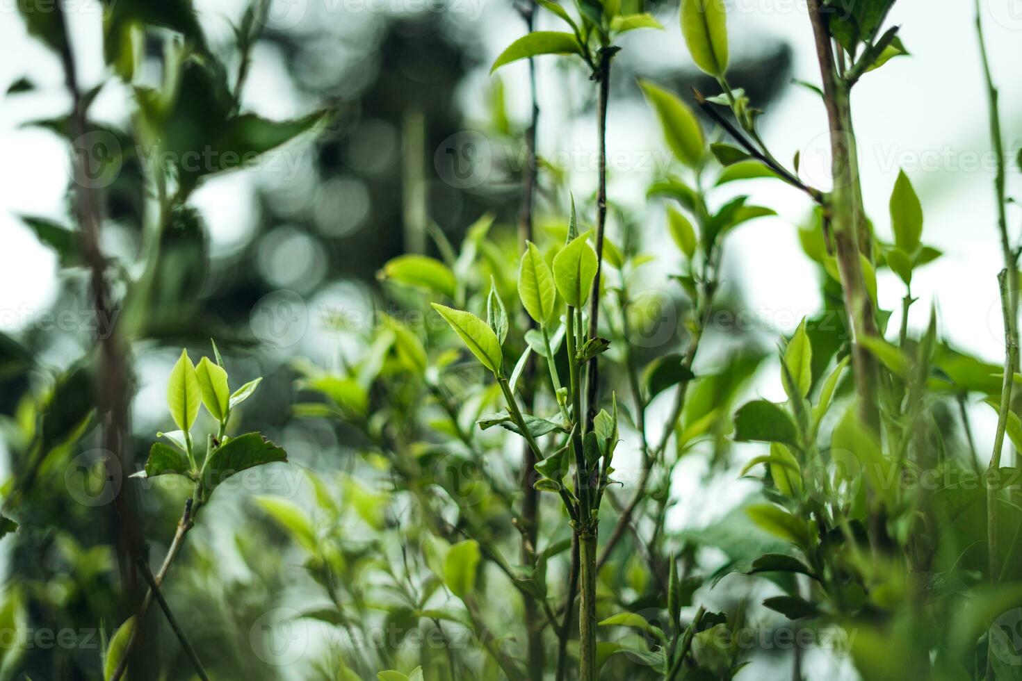 Naturel vert thé feuilles, vert thé feuilles sur plante photo