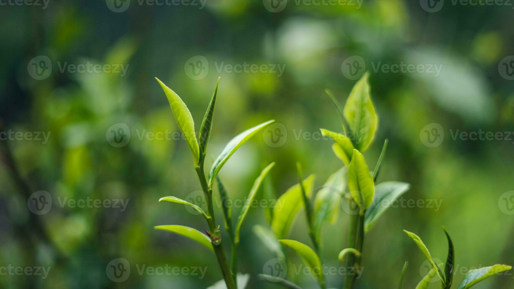 Naturel vert thé feuilles, vert thé feuilles sur plante photo