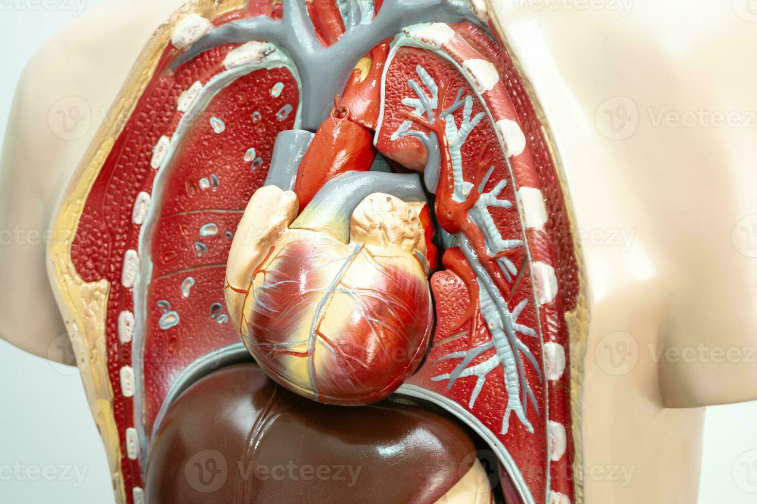 Humain cœur système modèle anatomie pour médical formation cours, enseignement médicament éducation. photo