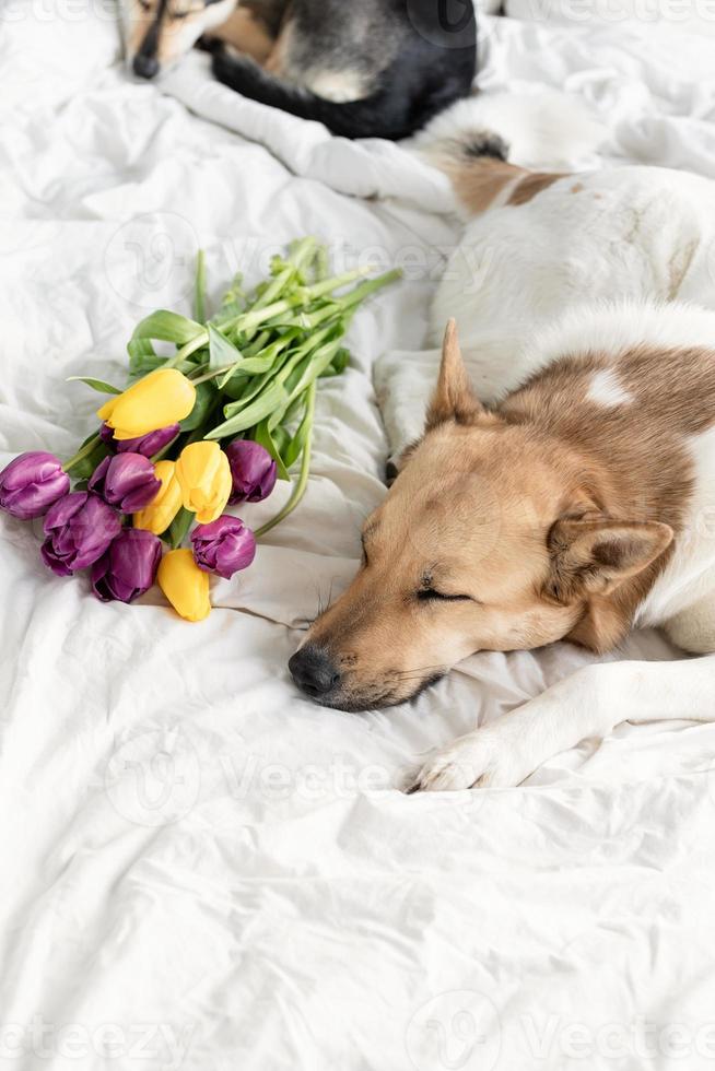 chien mignon allongé sur le lit avec un bouquet de tulipes photo