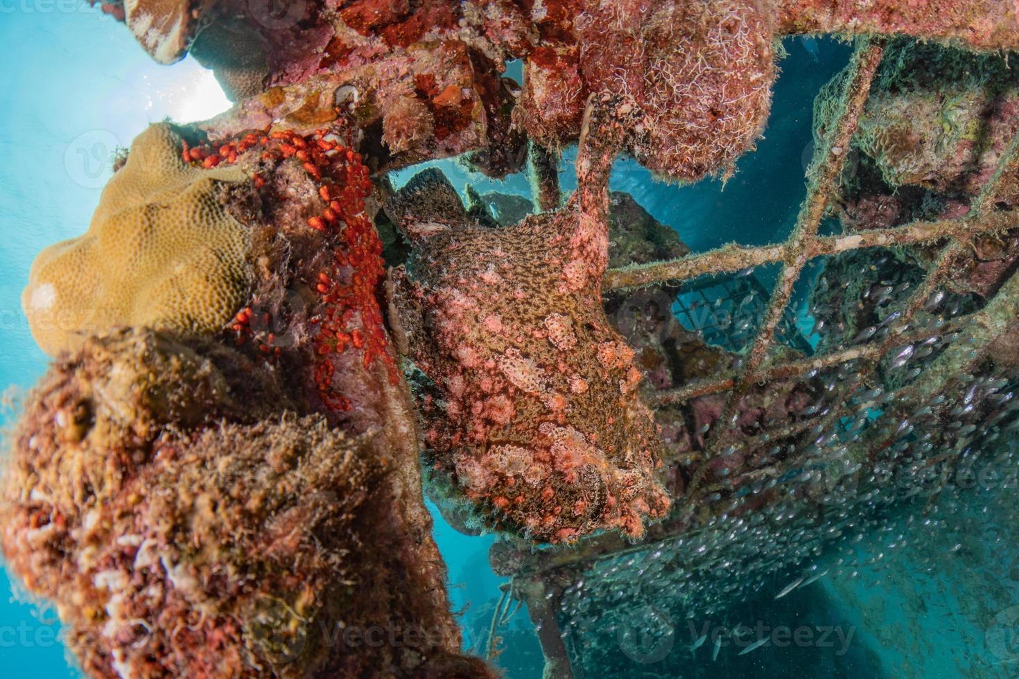 les poissons nagent dans la mer rouge, poissons colorés, eilat israël photo