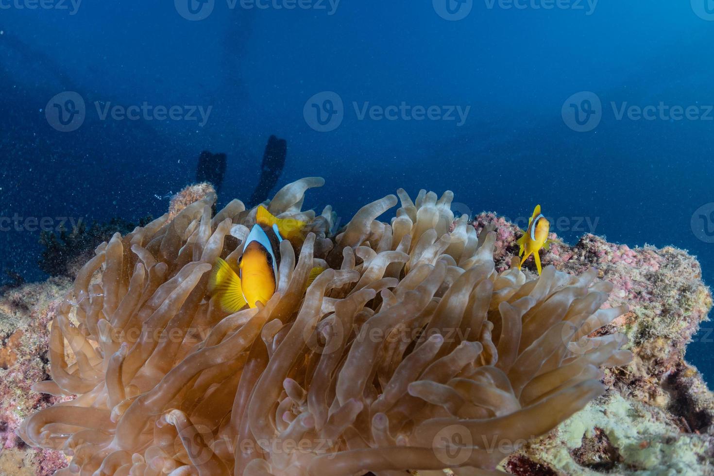 récif de corail et plantes aquatiques dans la mer rouge, eilat israël photo