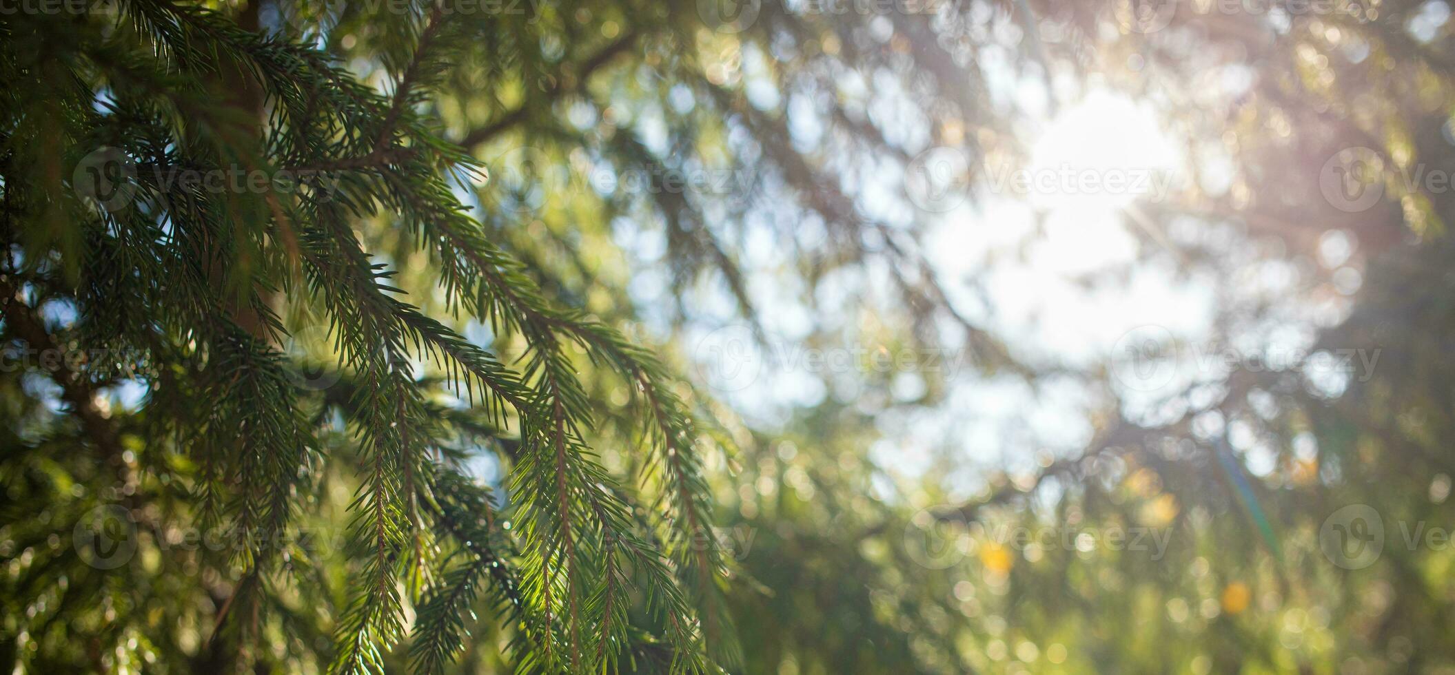 Naturel forêt Contexte avec Soleil brillant par sapin arbre branches. bannière. doux se concentrer. photo