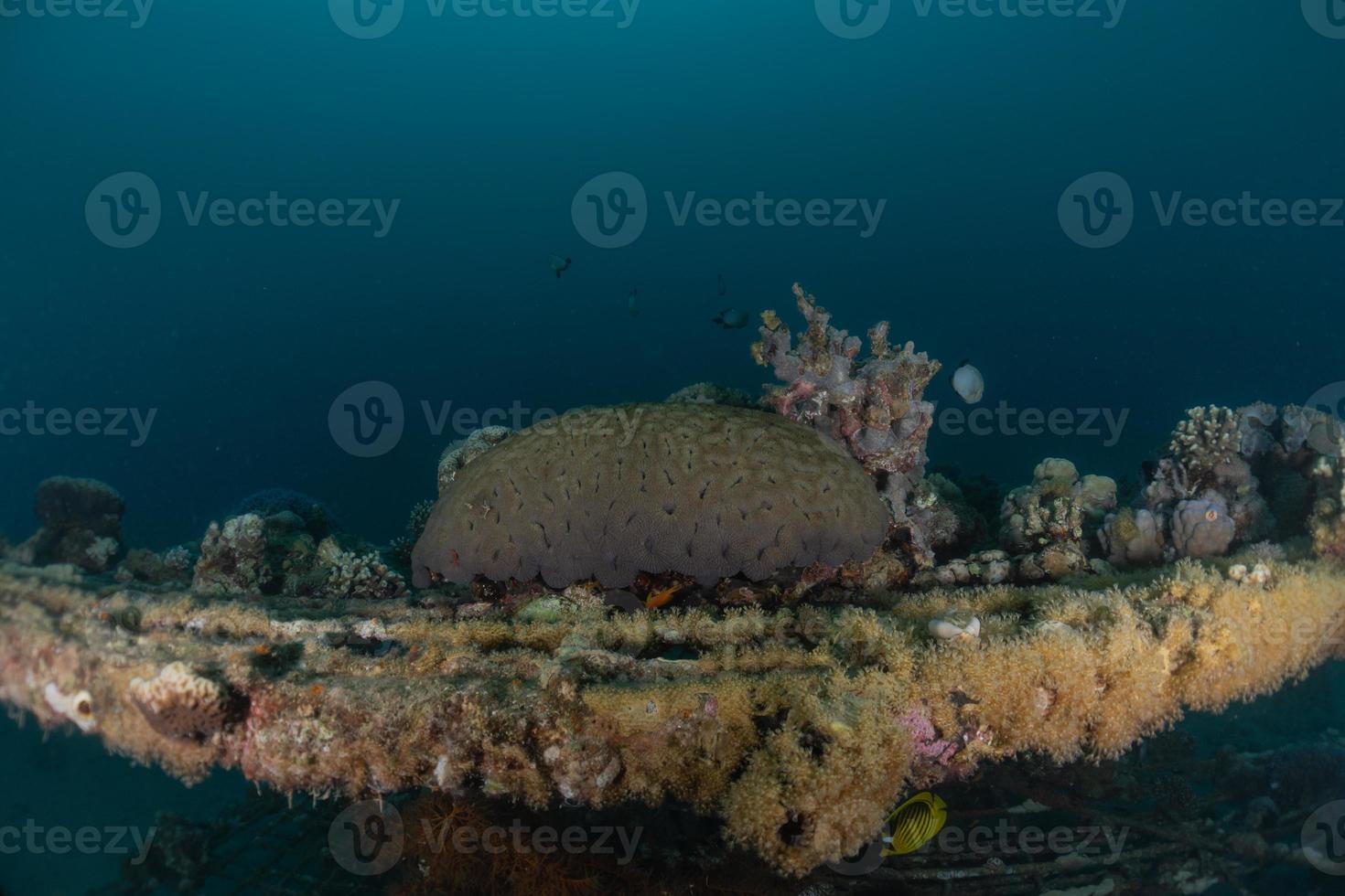 récif de corail et plantes aquatiques dans la mer rouge, eilat israël photo