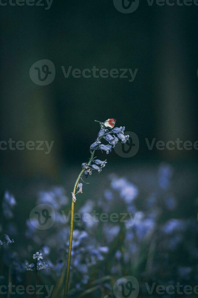 beurré a atterri sur une jacinthe des bois sur une ensoleillé soir dans de bonne heure printemps, Ouest sussexe, Royaume-Uni photo