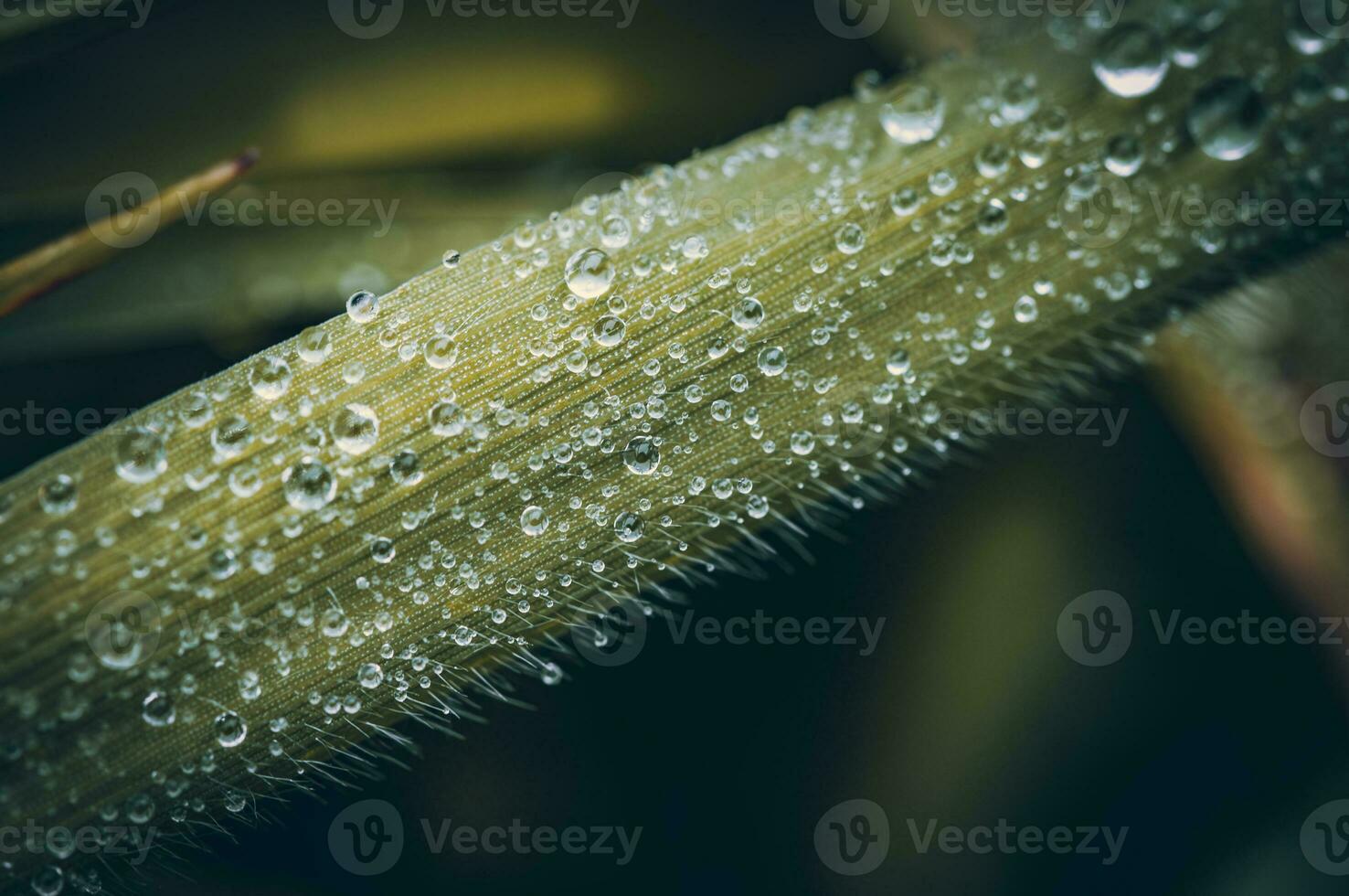 de bonne heure Matin rosée sur une herbe proche en haut, macro, Ouest sussexe, Royaume-Uni photo