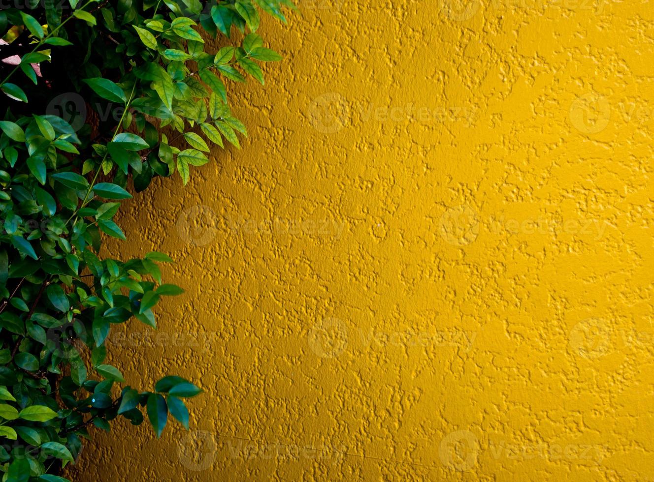 plantes ornementales sur mur en béton photo