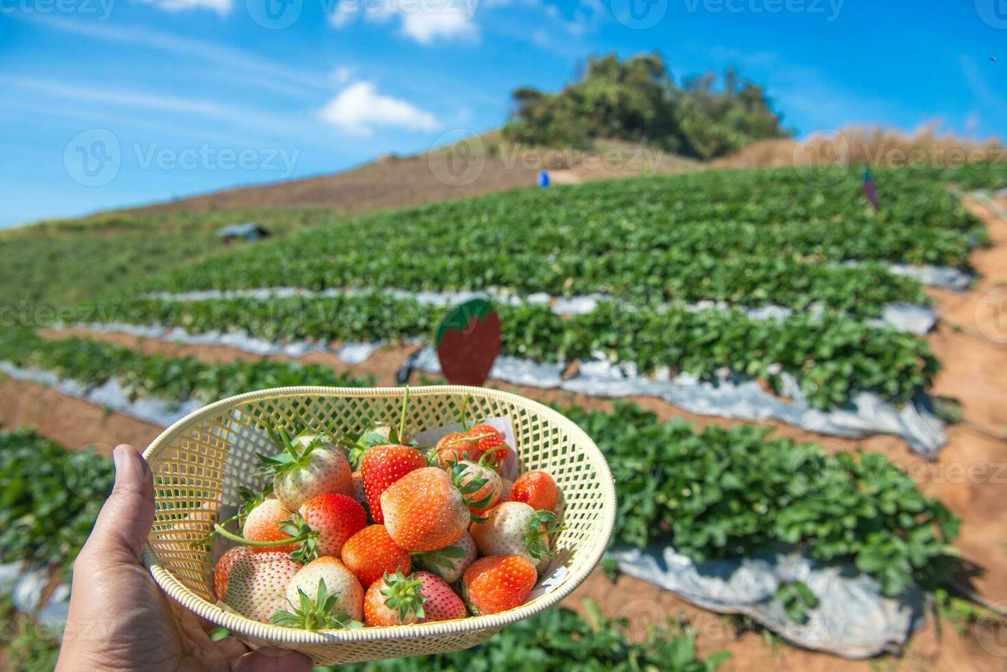 Frais fraise dans volé ferme photo