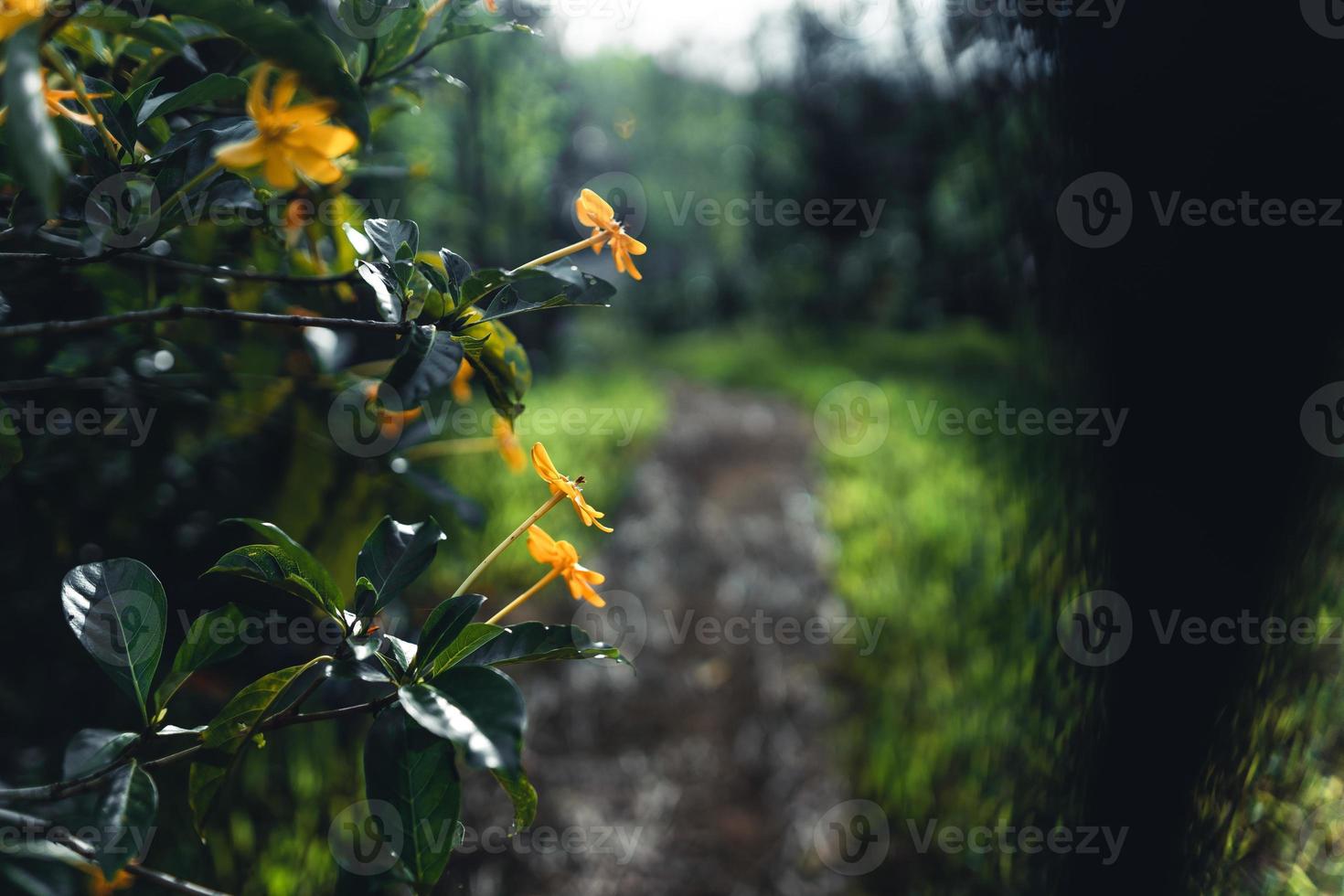 fleurs jaunes les jours de pluie dans la nature photo