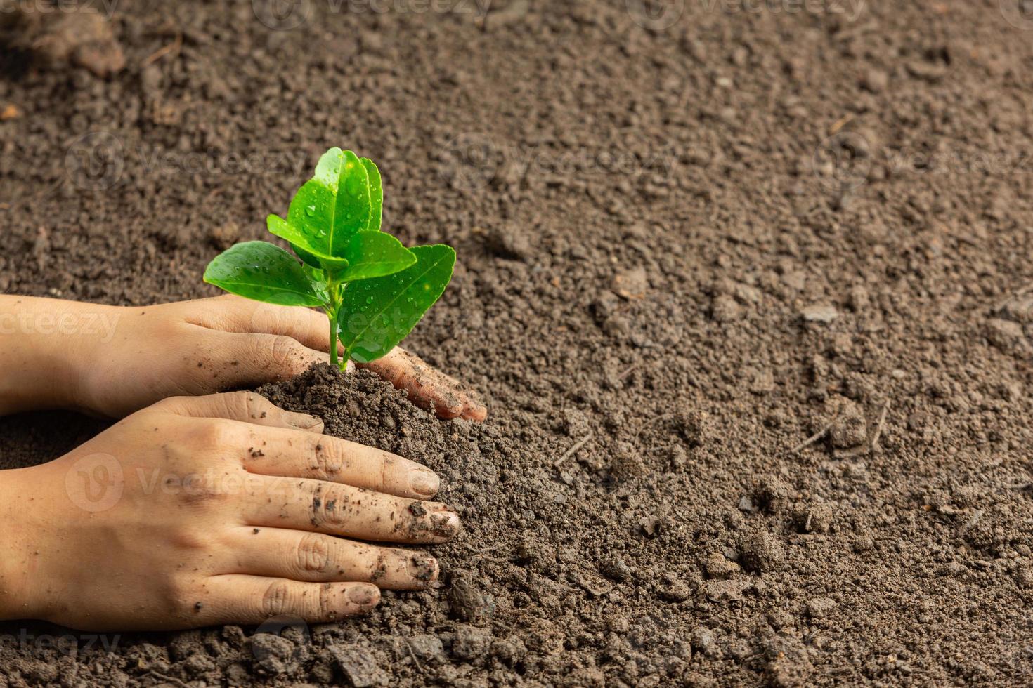 planter des semis à la main dans le concept de la journée mondiale de l'ozone au sol photo