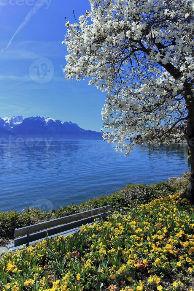 printemps à Genève ou léman lac, Montreux, Suisse photo