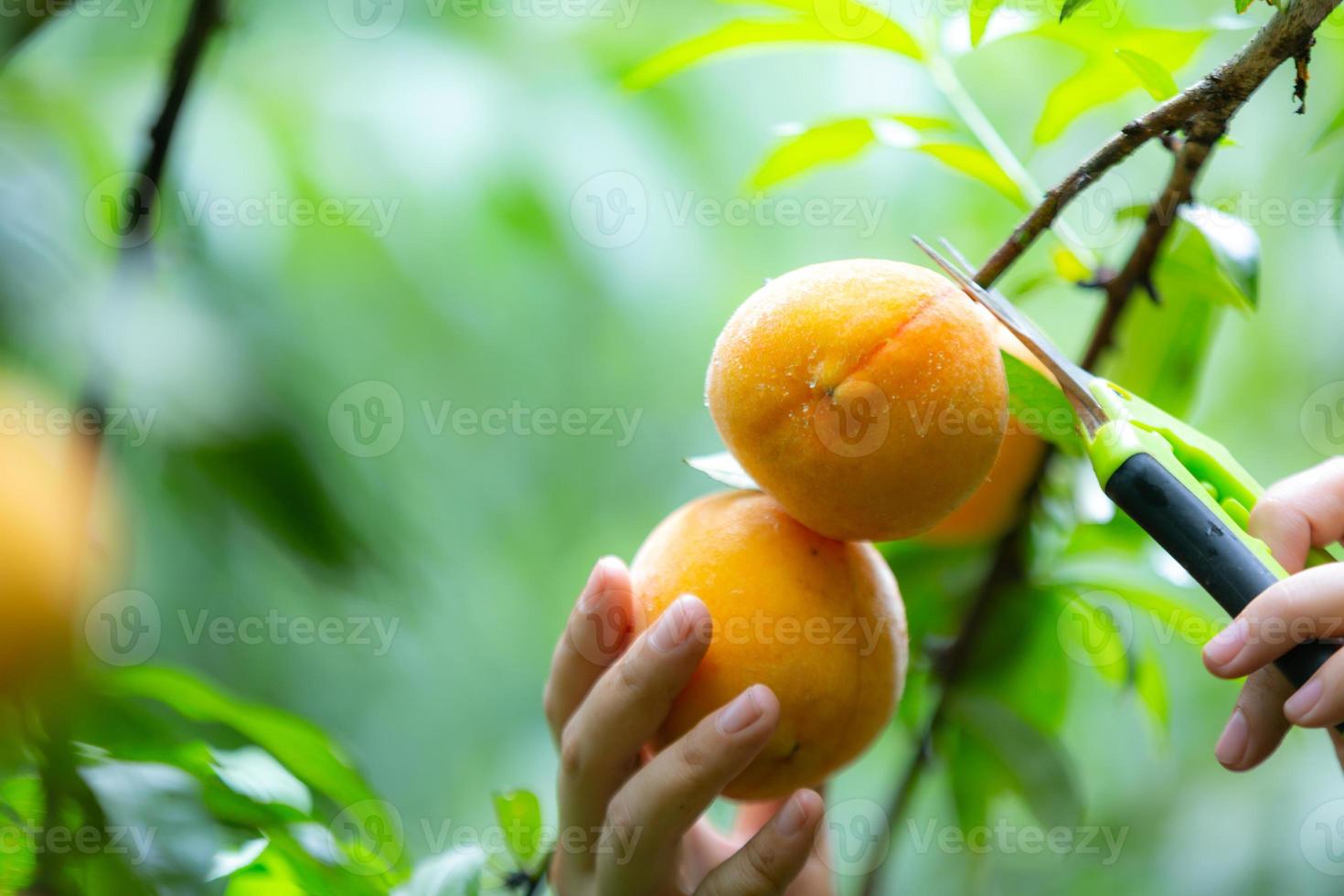 main de femme cueillant des pêches dans un arbre photo