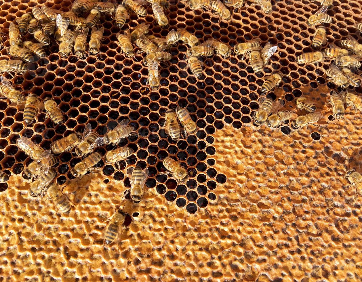 la structure hexagonale est en nid d'abeille d'une ruche remplie de miel doré photo