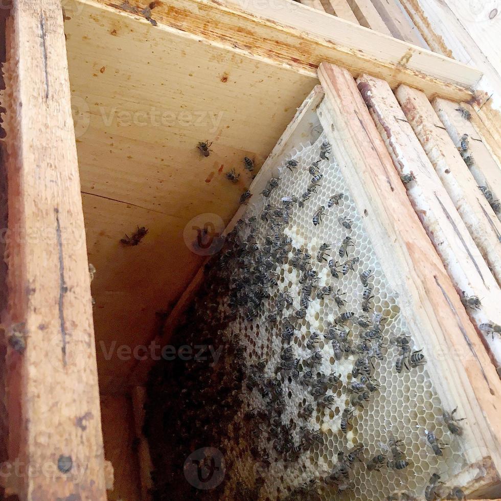 nid d'abeilles de ruche remplie de miel doré photo