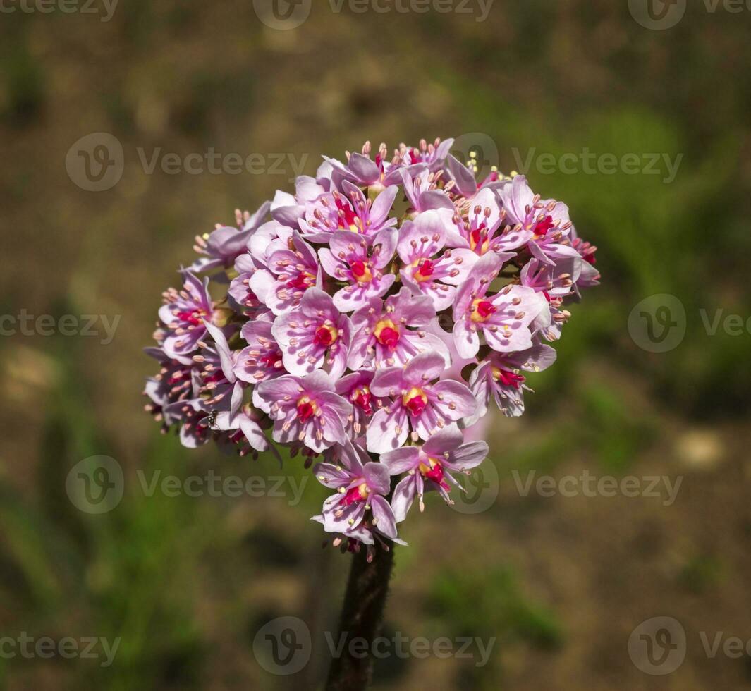 darmera peltata, rhubarbe indienne ou plante parapluie photo