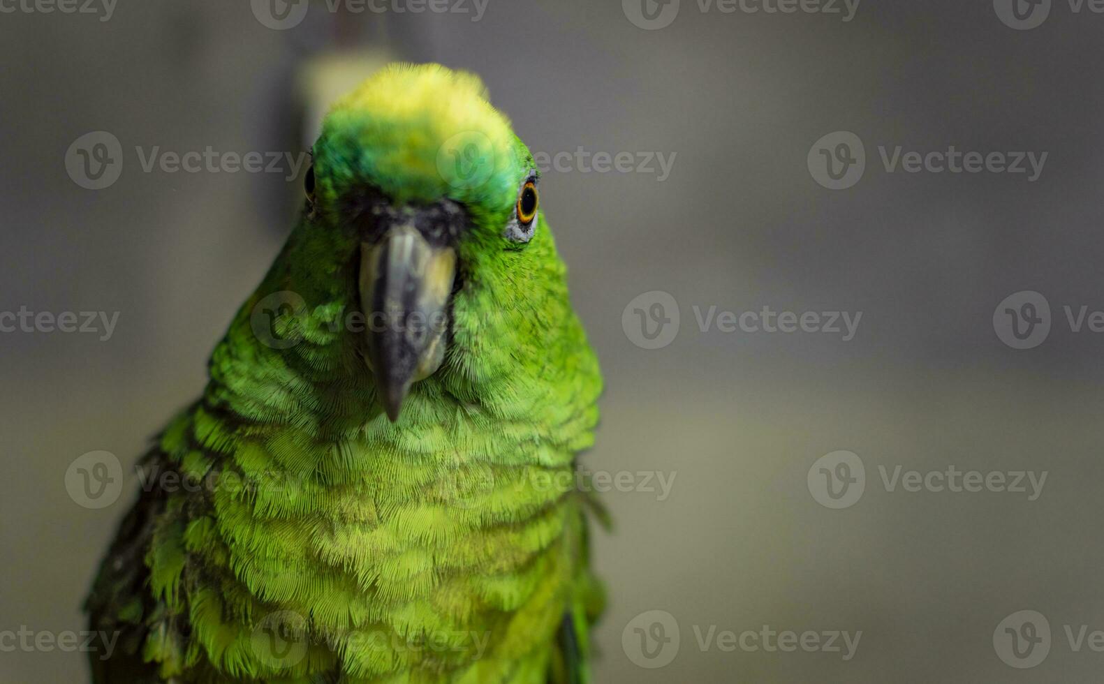 proche en haut de une vert à plumes perroquet, proche en haut de vert perroquet œil avec copie espace photo