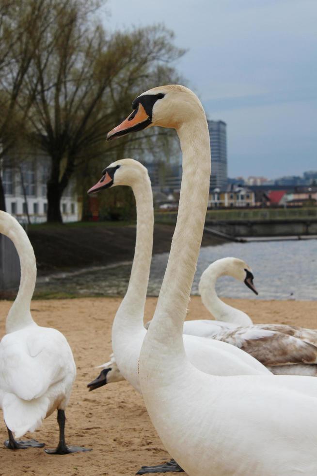 des cygnes blancs marchent le long de la plage photo