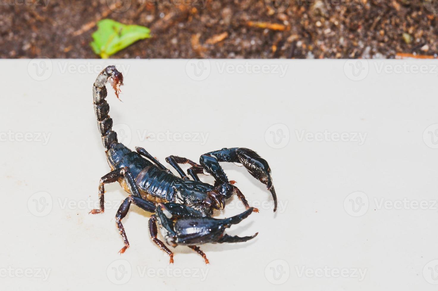 scorpion, pandinus imperator, photo