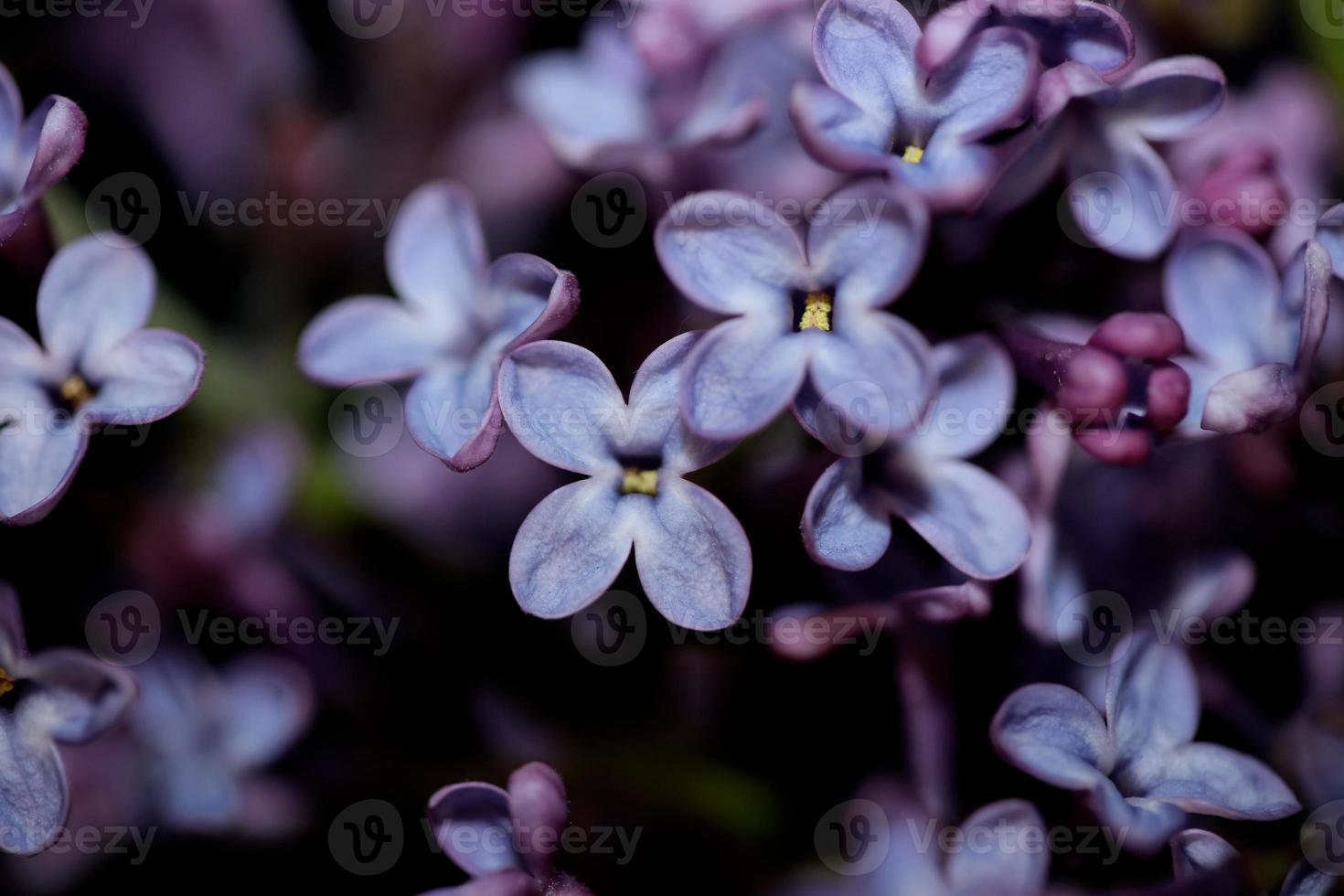 fleur fleur fond macro syringa vulgaris famille oleaceae imprimer photo