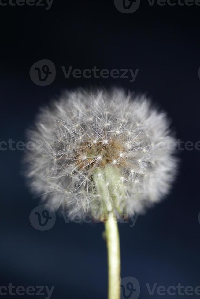 Fleur fleur taraxacum officinale pissenlit famille des astéracées photo