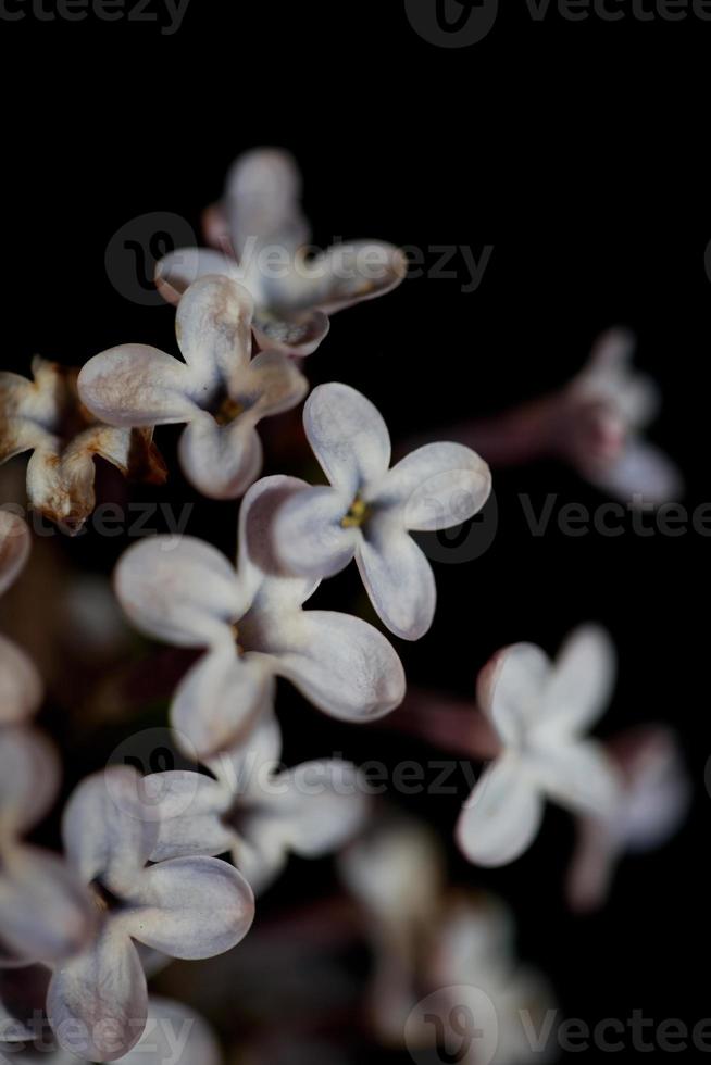 fleur fleur fond macro syringa vulgaris famille oleaceae imprimer photo