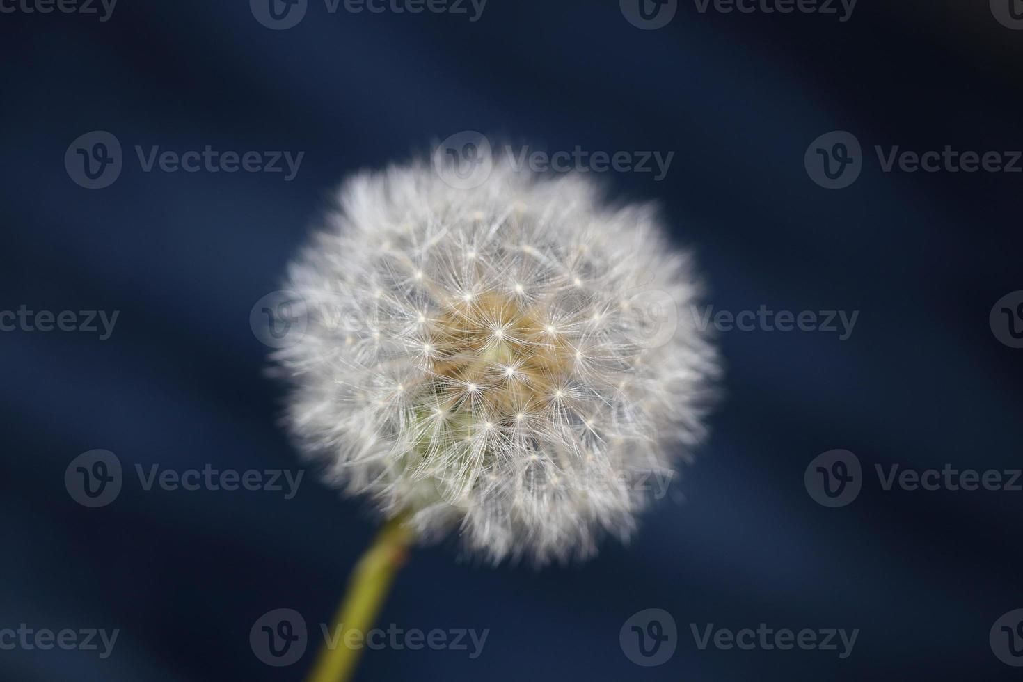 Fleur fleur taraxacum officinale pissenlit famille des astéracées photo