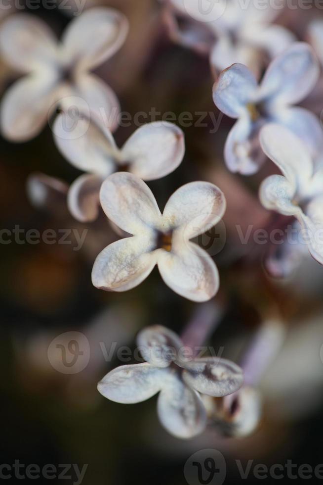 Fleur fleur close up background syringa vulgaris famille oleaceae photo